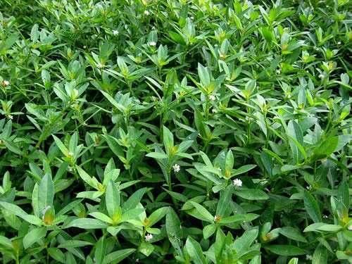 Aquatic Weed Removal Machine Water Plants Cutting Machine