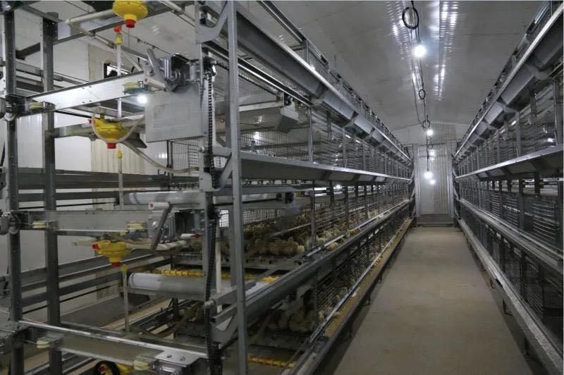 Poultry Equipment for Layer Cage