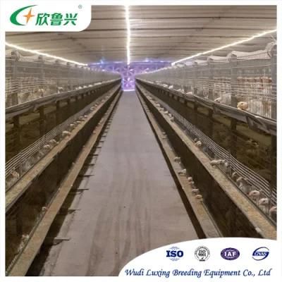 H Type Broiler Cage for Broiler Rearing Africa Poultry Farm with Automatic Manure Removal Systems