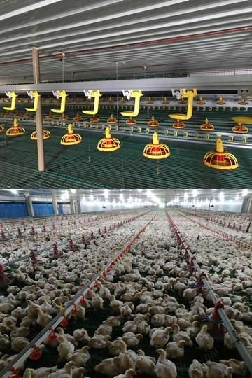 Complete Automatic Poultry Equipment for Chicken Broiler/Breeder Farm