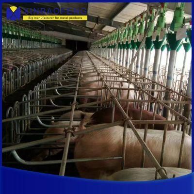 Hot DIP Galvanized Pipe Pig Equipment Sow Farrowing Stalls