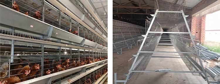 Hot Product Layer Chicken Cage Equipment with Automatic Egg Collecting System for Layer Chicken Laying Egg for Sale