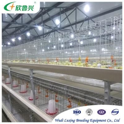 Modern Design Fully Automatic Layer Chicken Cage Equipment for Poultry Farm