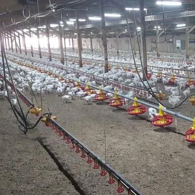 Dominica Chicken Broiler Ground Rearing System