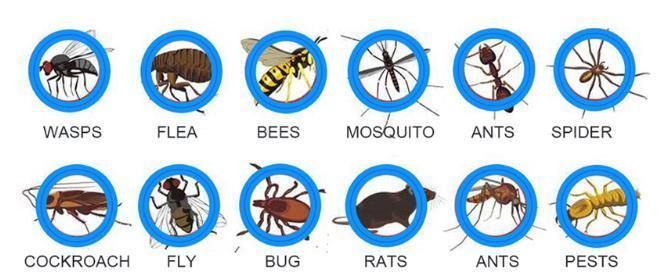 Factory Supply Portable Power Pest Control Bug Sprayers