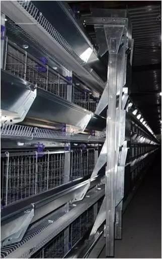 Xgz Group's Livestock Farming Houses for Pigs