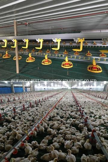 CE Approved Automatic Floor Feeding Poultry Equipment for Broiler/Layer Chicken