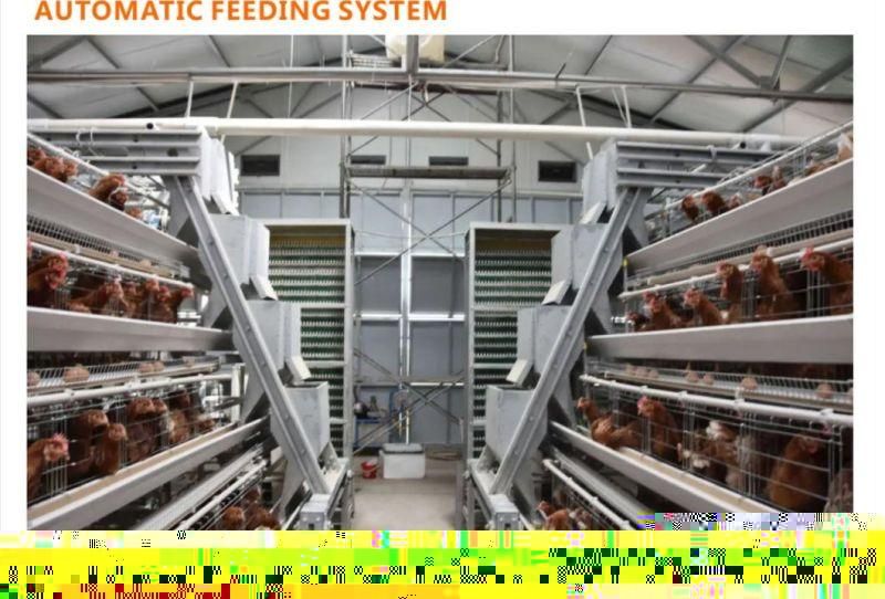 Good Price Automatic Layer Chicken Farm Laying Hens Battery Cages