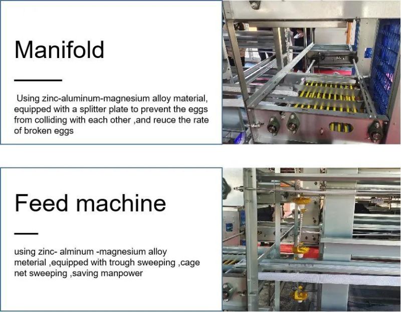 Hot Product Layer Chicken Cage Equipment with Automatic Egg Collecting System for Layer Chicken Laying Egg for Sale