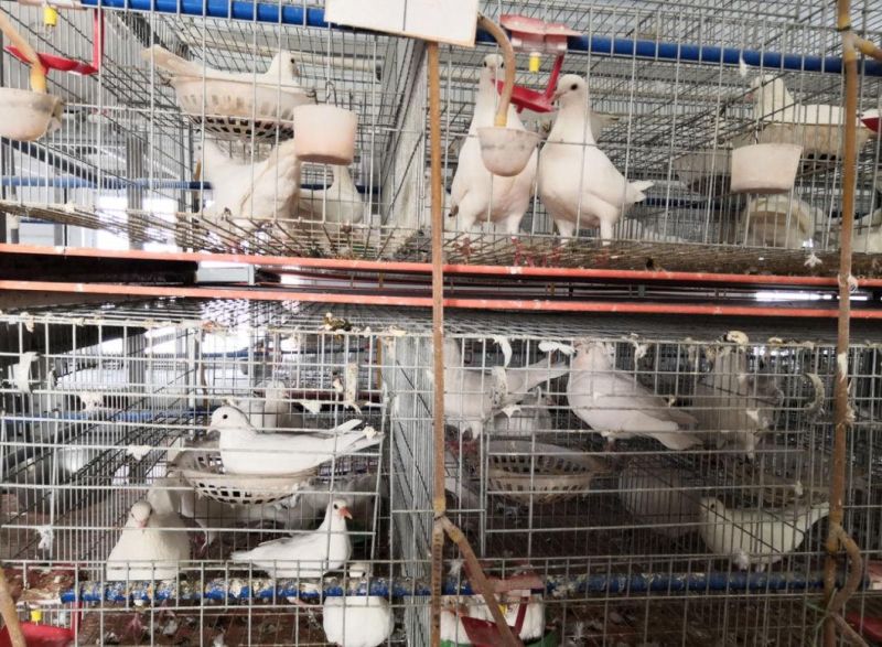 Poultry Equipment Pigeon Cage
