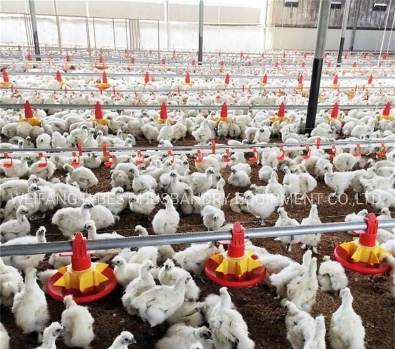 Suppliers Used Automatic Poultry Equipment for Chicken Farm