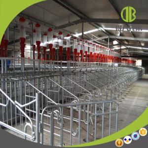 Professional Poultry Chain Automatic Feeding System for Sale