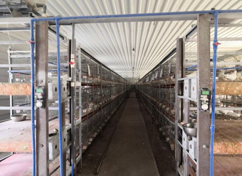 Poultry Equipment Pigeon Cage