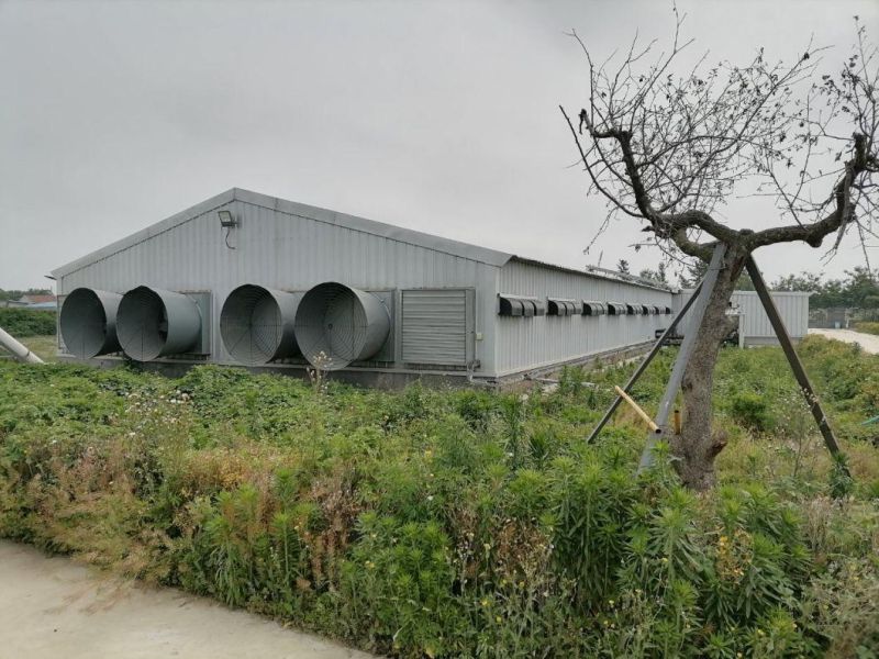 Steel Structure Poultry House and Equipment (BYPH-001)