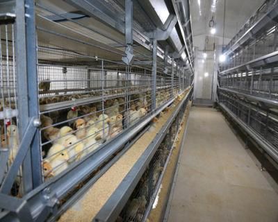High Quality H Type Automatic Battery Layer Cages