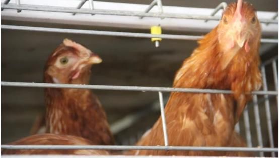 Steel Structure Layer Cage for Chicken Farming Equipment Hld4192
