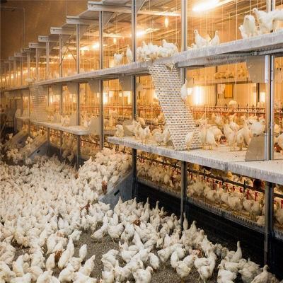 Hot Sale Full-Automatic Stainless Easily Feeding Broilers Feeding House System