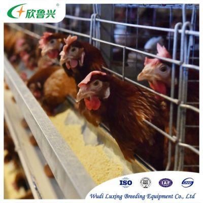 Batteries Top Level Pullet / Chick / Youth Chicken Automatic Broiler Battery Cage for 60000 Broilers