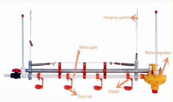 Automatic Ground Feeding System Chicken House Equipment for Broiler