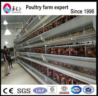 Equipment for Meat Chicken