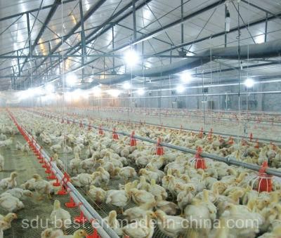 China Manufacturer Agriculture Poultry Equipment Using in Poultry House