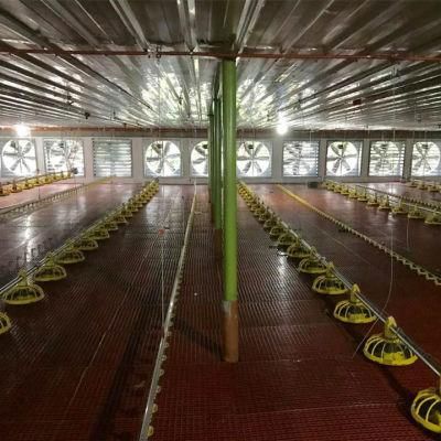 Weifang Second Hand Poultry Equipment for Sale with Auto Feeding Drinking System