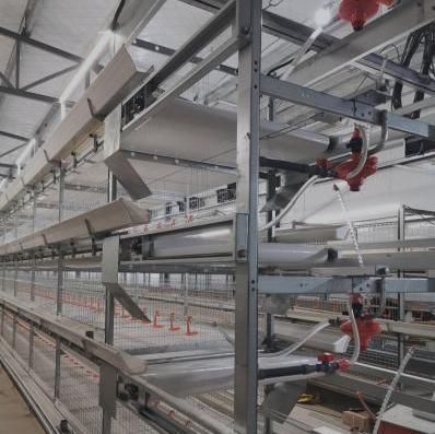 Large Scale Poultry Farm Layer Cages High-Capacity Duck/Chicken Cage