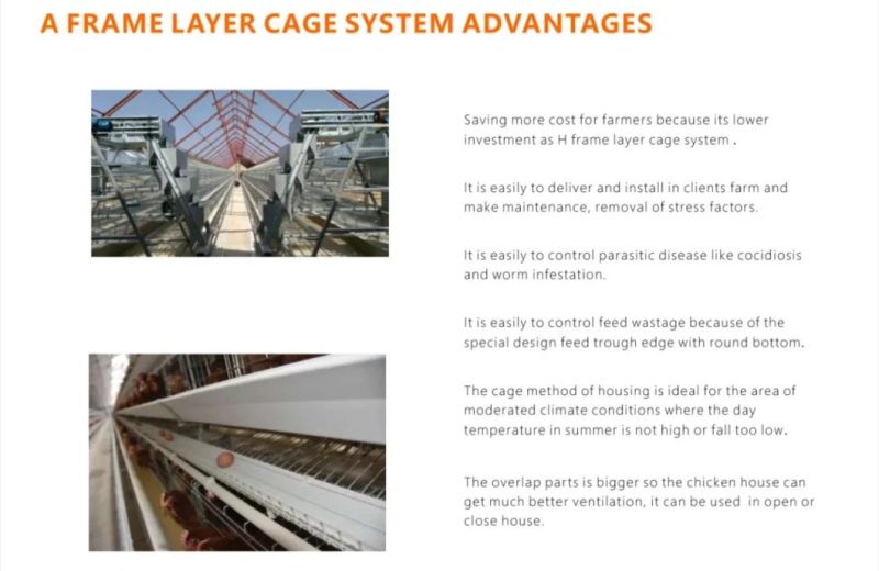 Good Price of a Type and H Type Broiler Chicken Cage and Poultry Farm Equipment