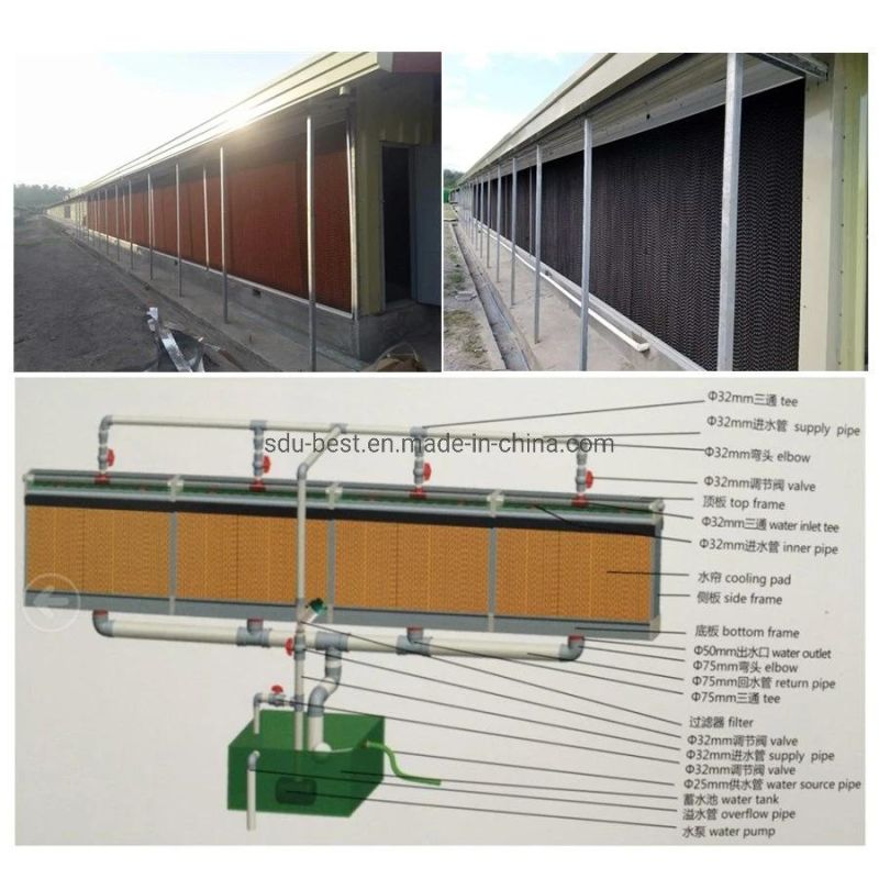 Modern Automatic Poultry Broiler Chicken Feeding Equipment System