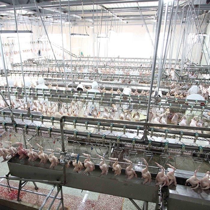 Top Manufacturer of 500bph to 12000bph Automatic Poultry Chicken Slaughtering Machines