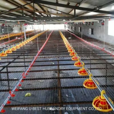 Ground Type Poultry Farm Chicken Raising