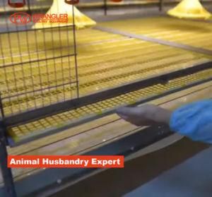 Long Life Auto Chicken Raising Pullet Rearing Cage System Designed for Chicken Coop Chicken House