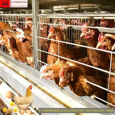 Automatic Chicken Farming Local After-Sale Service in Asia Poultry Feeding Equipment Layer Cage