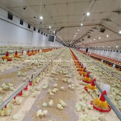 2021 Poultry Feeders Drinkers for Philippines Double Deck Broiler Bldg