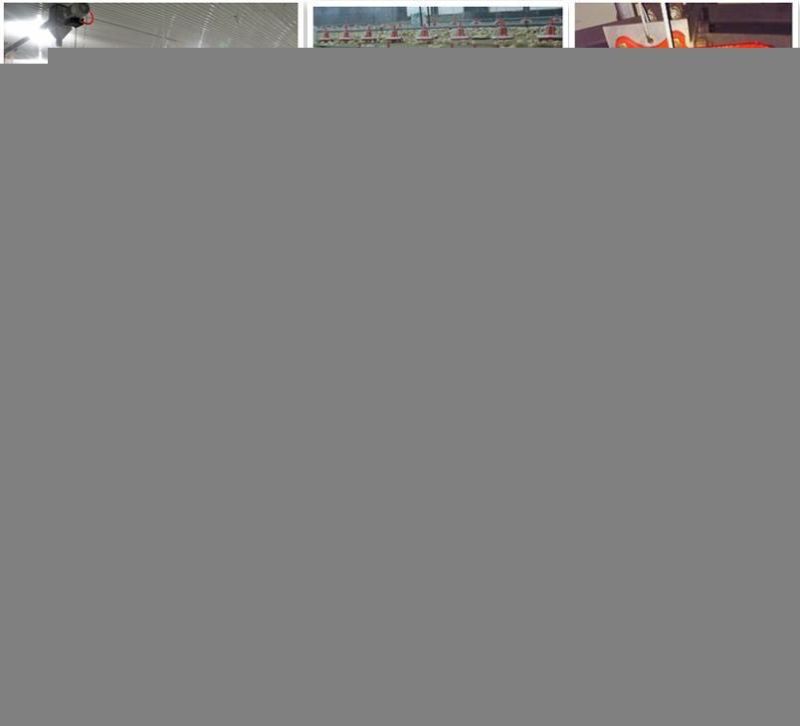 Low Price Chicken Poultry Equipment for Broiler and Breeder