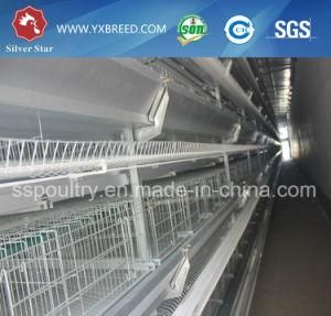 Automatic Chicken Cage for Big Farm Layer