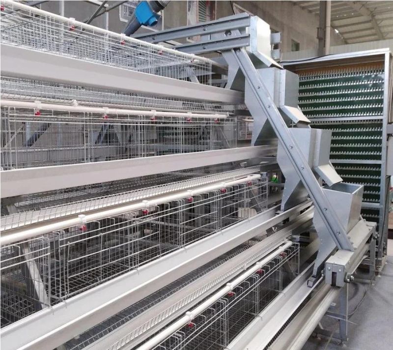 a-Type Layer Chicken Cage with Automatic Machine System