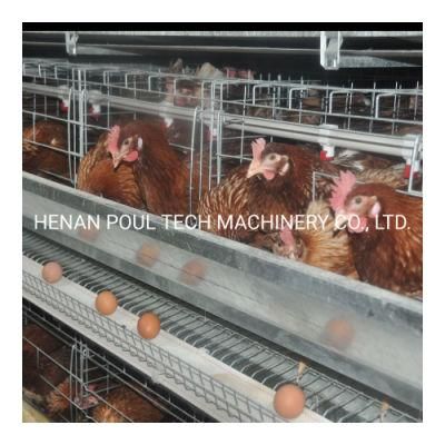 Full Automatic Feeding and Drinking System a Type Egg Chicken Cage/Chicken Layer Cage Price