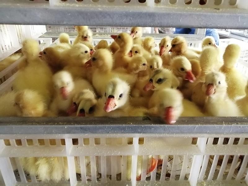 30240 Large Capacity Supply English Market Hatching Machine Egg Incubator
