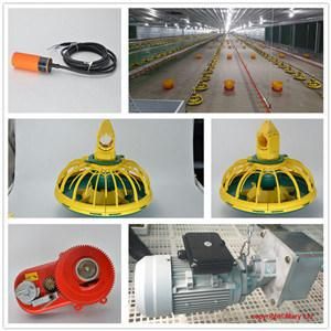 Automatic Professional Design Feeding and Drinking Equipment for Poultry House