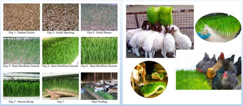 Agricultural Greenhouse Automatic PVC Material Hydroponic Fodder Grass System