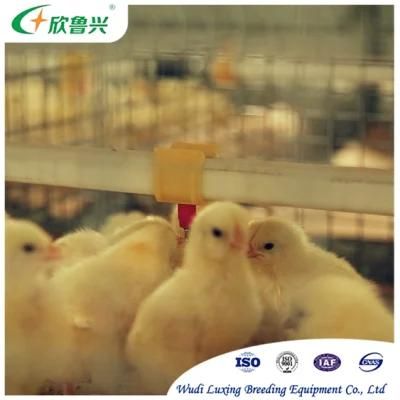 Poultry Farm Equipment H Frame Chicken Layer Cages for Chicken Broilers and Baby Chicks