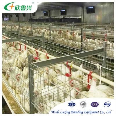 Meat Broiler Chicken Poultry Farm H Type Automatic Feeding Battery Cage System