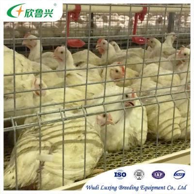 Automatic 3 Tiers 4 Tiers H Type Battery Poultry Cage System for Broiler Chicken Farm