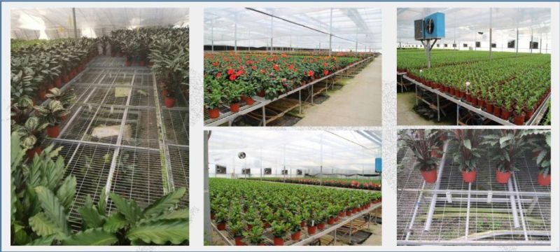 Factory Wholesale Greenhouse Movable Seeding Beds for Flowers/Young Plants