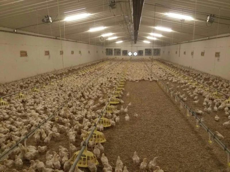 Professional Design Chicken Broiler Poultry Farm