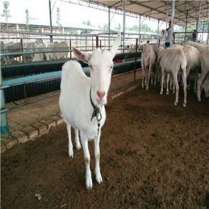 Goat Slaughterhouse with Goat Slaughter Equipment Machinery