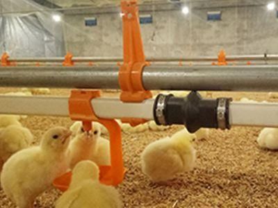 Chicken Drinker and Feeder for Poultry Chicken Farm