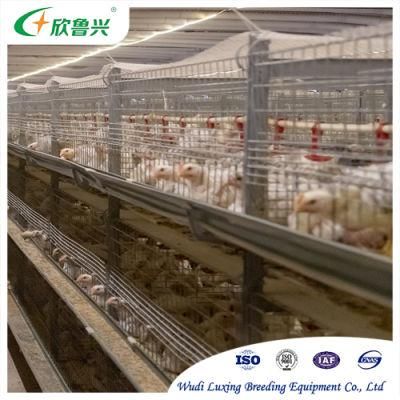 Poultry Farm Chicken Breeding Equipment with Automatic Control
