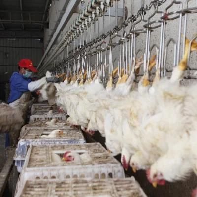 2000 Birds/H Complete Chicken Slaughtering Line Equipment Abattoir